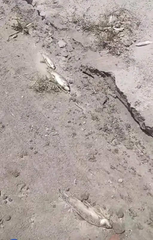 Toxic dumping triggers fish deaths in Sutlej, allege farmers