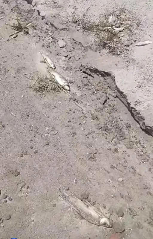 Toxic dumping triggers fish deaths in Sutlej, allege farmers