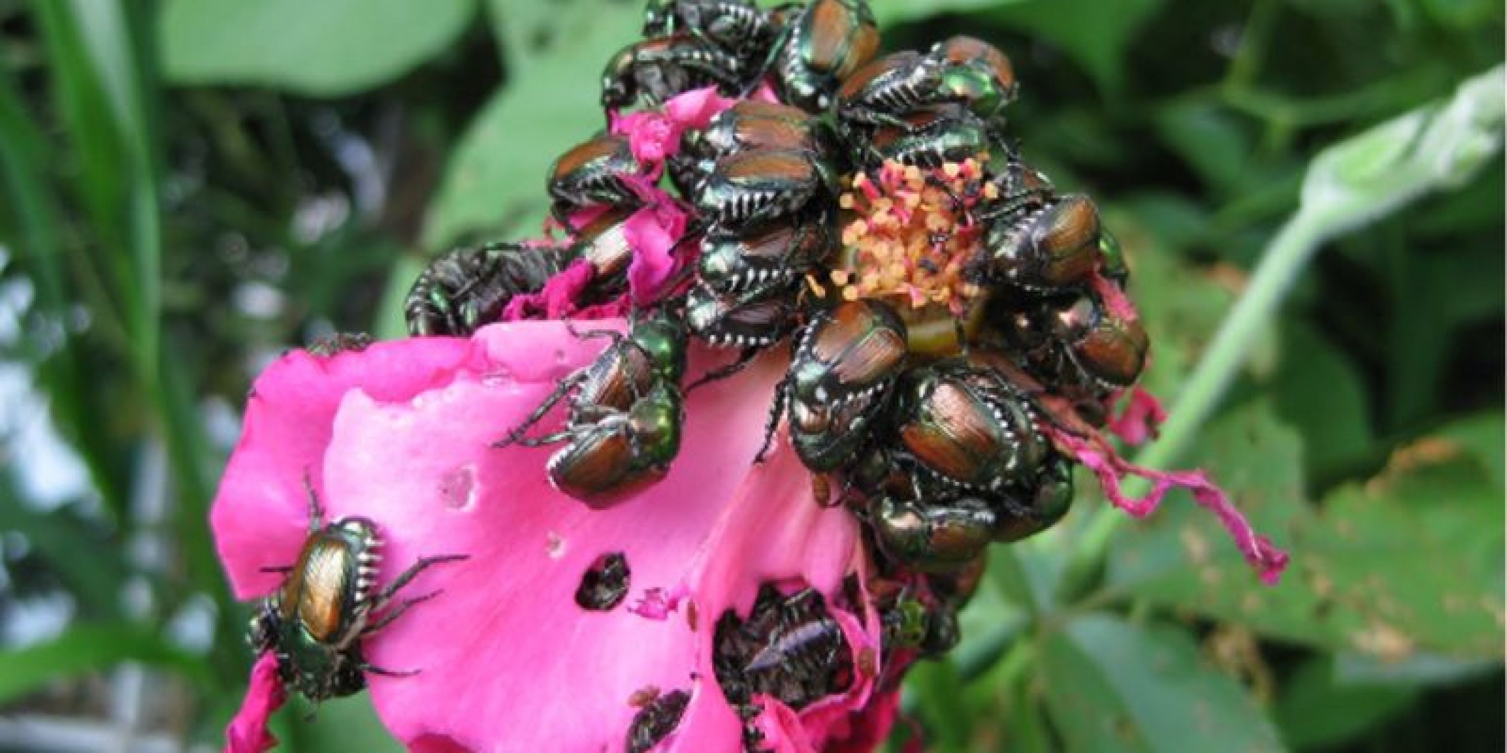 Dall'Università di Verona un bioinsetticida contro la Popillia japonica