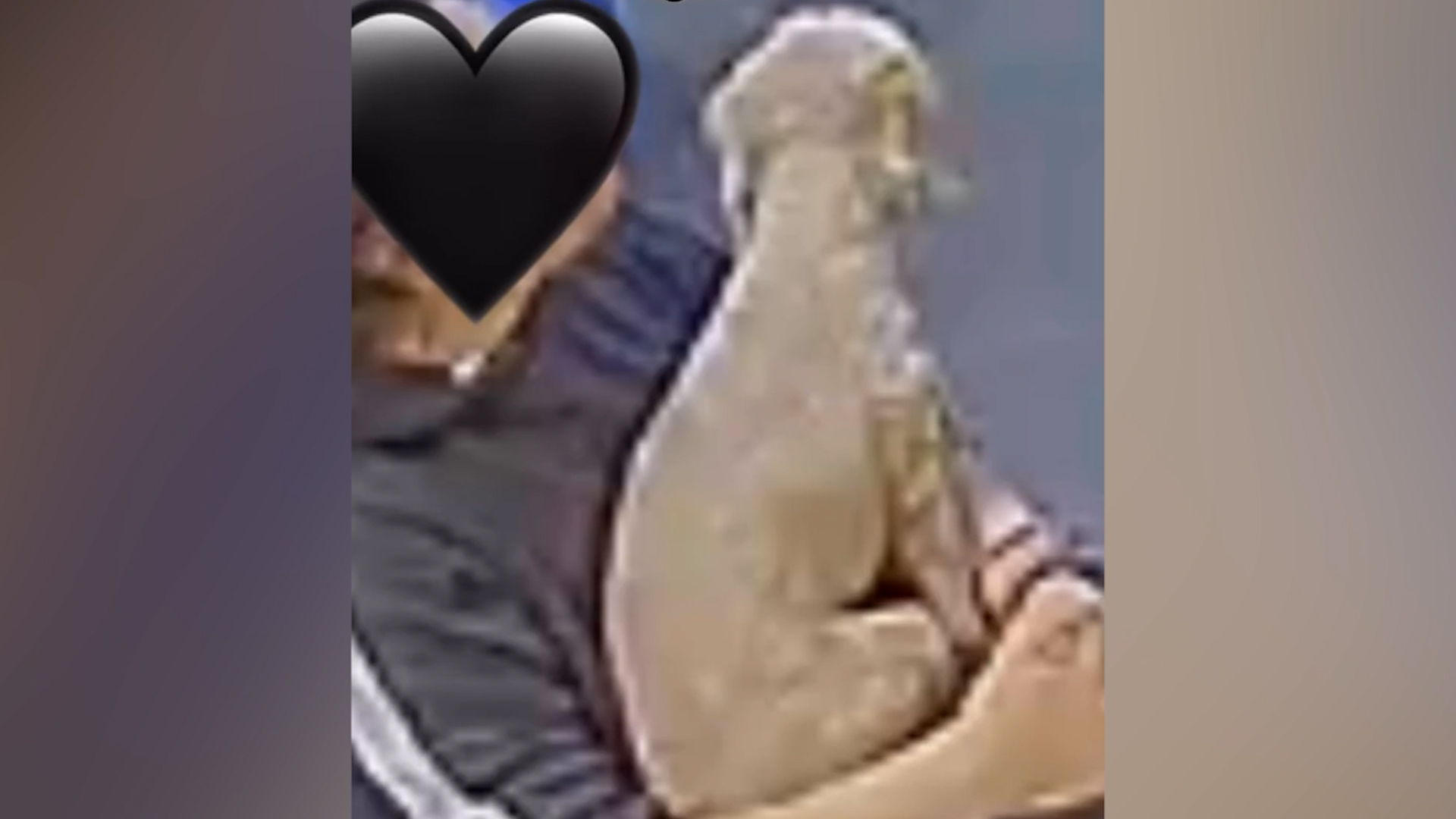 Dog owner checks camera at daycare, heartbroken by what she sees