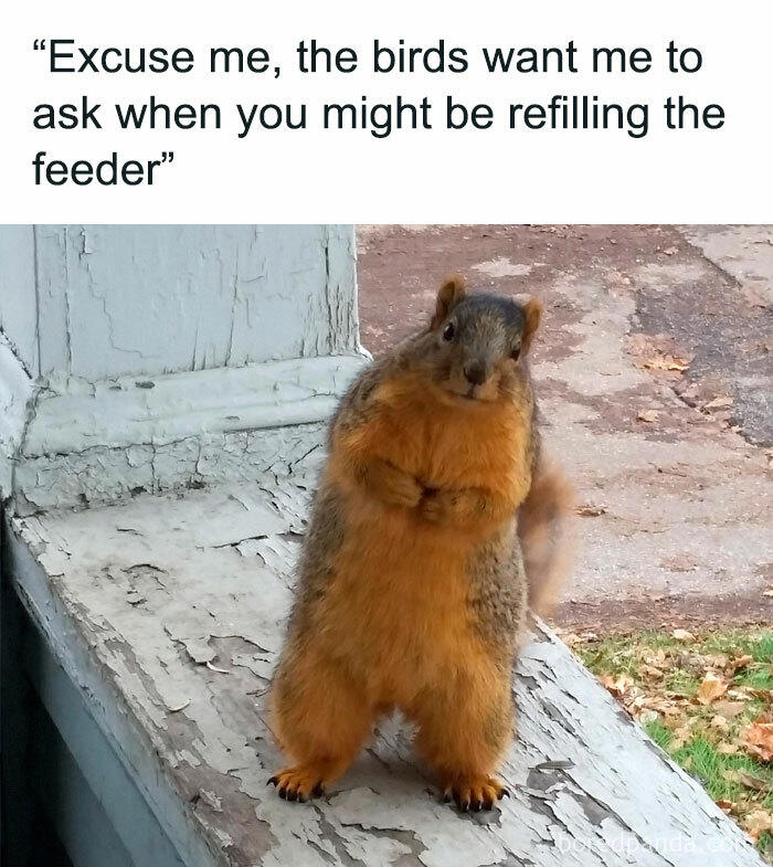 48 animal memes to help you ignore what’s going on in the world