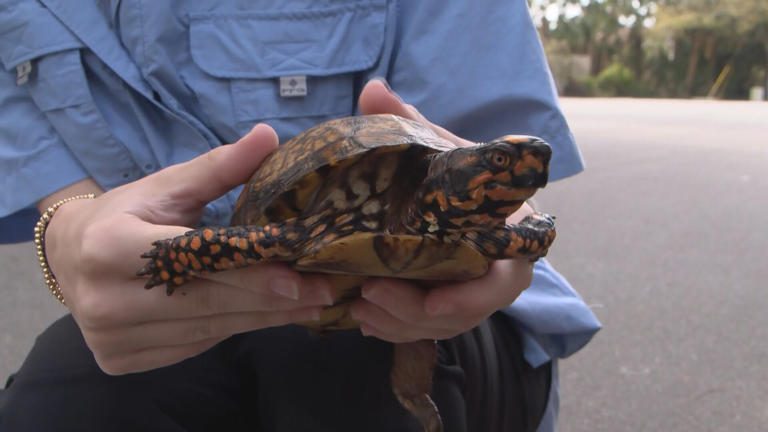 Volunteers rescue box turtles on Tybee Island