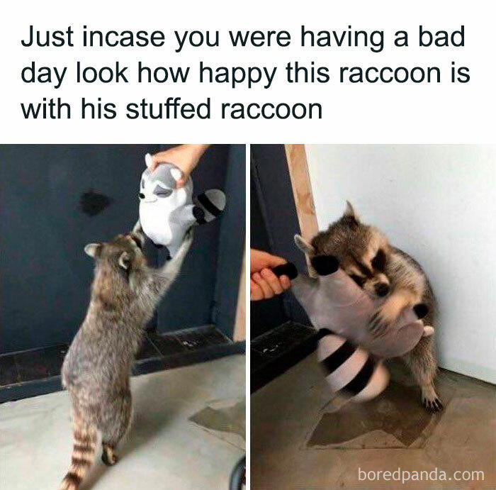 48 animal memes to help you ignore what’s going on in the world