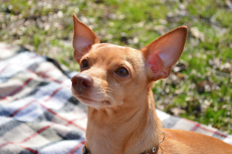 14-year-old miniature pinscher Cookie's joyful zoomies will make you smile
