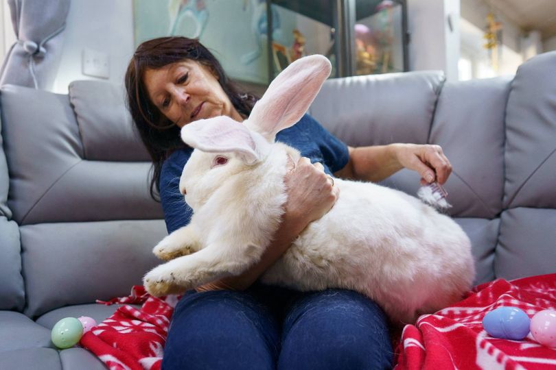 Monster rabbit weighs 21lb and has his own bedroom