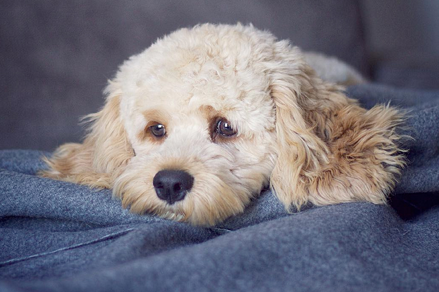 The 15 most freakishly cute designer dog breeds