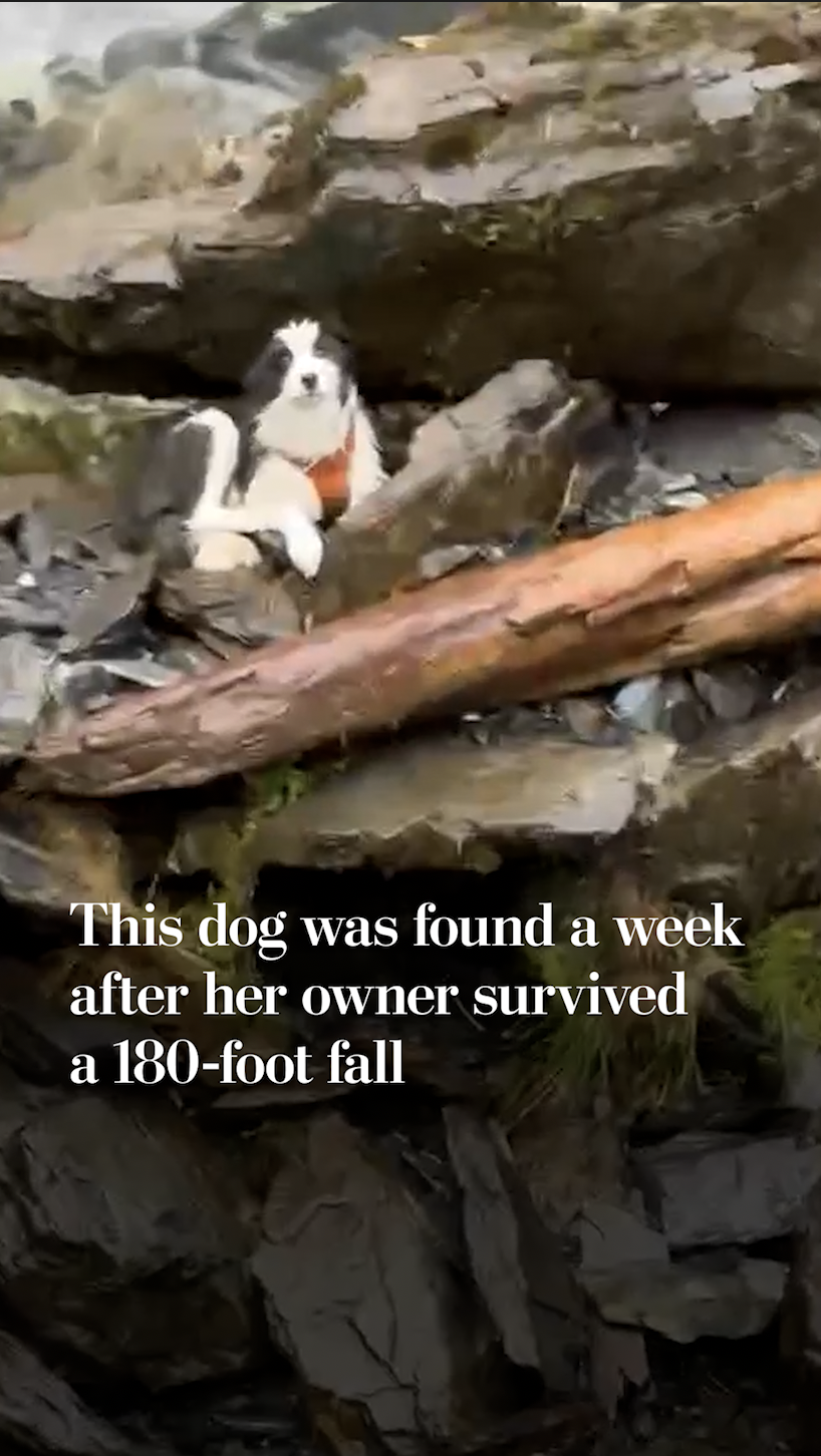 This dog survived a week after owner’s 180-foot fall