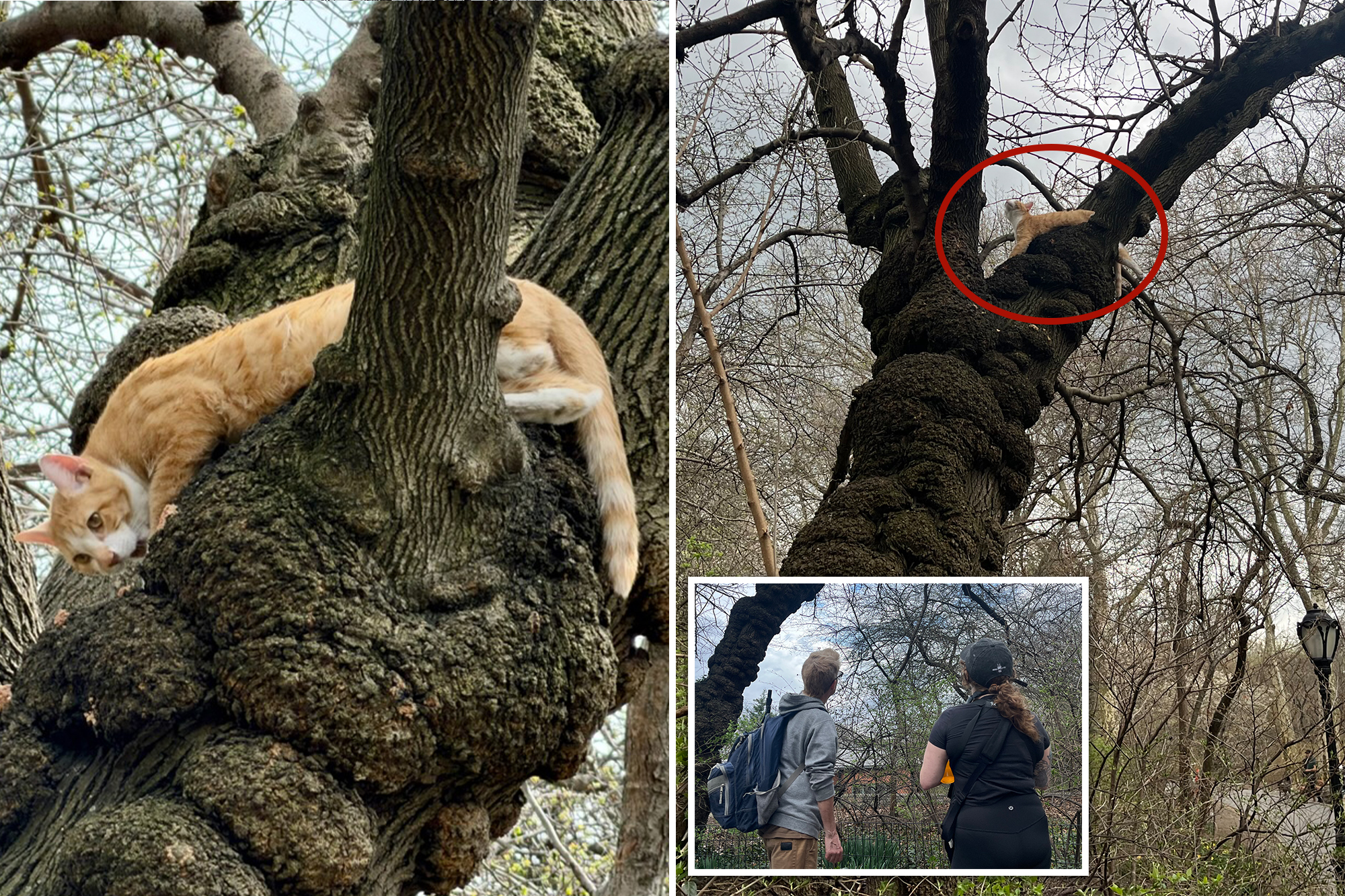 Cat up a tree in Central Park — see the amazing efforts to save it from ...
