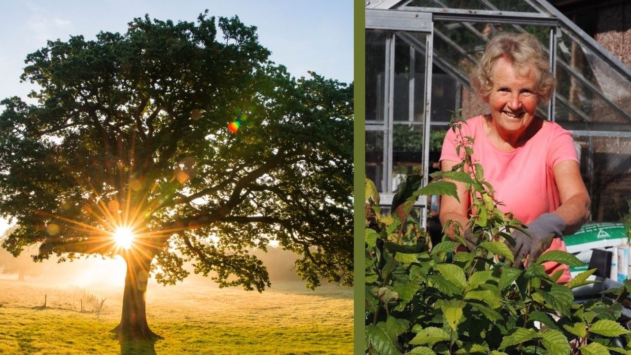 One woman, 5,000 trees: The inspirational grandmother quietly changing ...