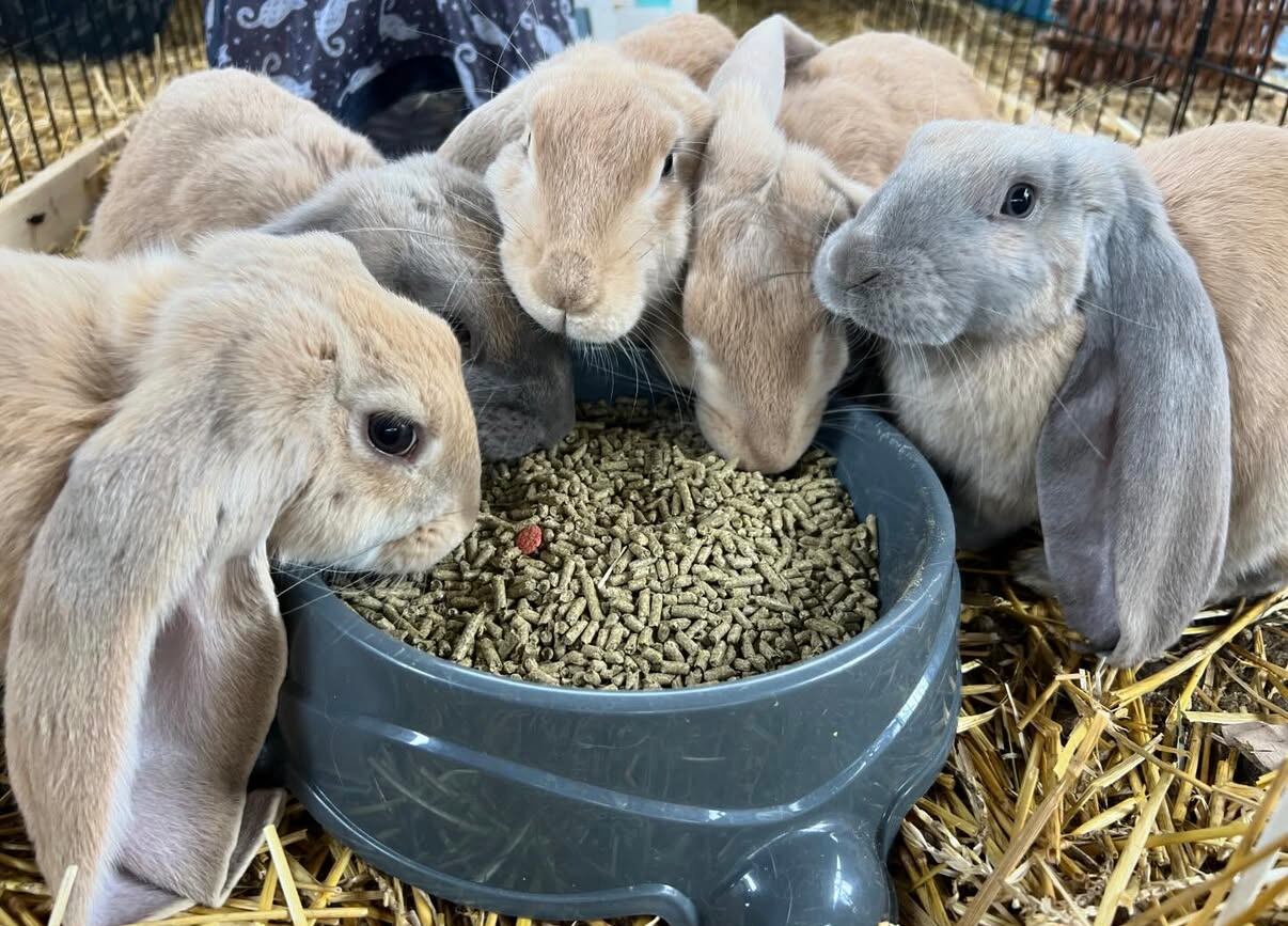 Summerville rabbit rescue braces for post-Easter spike in abandoned bunnies