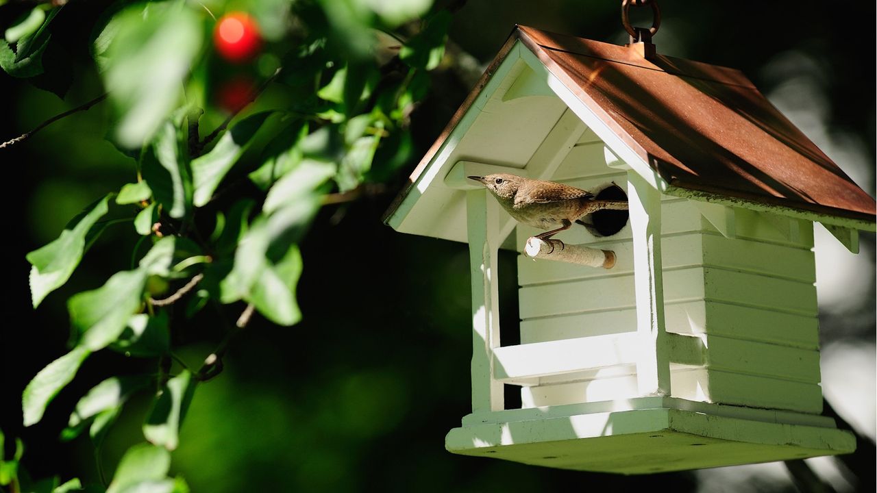 Poorly designed birdhouses threaten backyard birds: 3 better alternatives