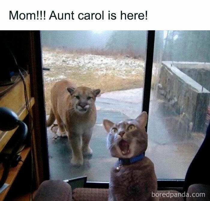 48 animal memes to help you ignore what’s going on in the world