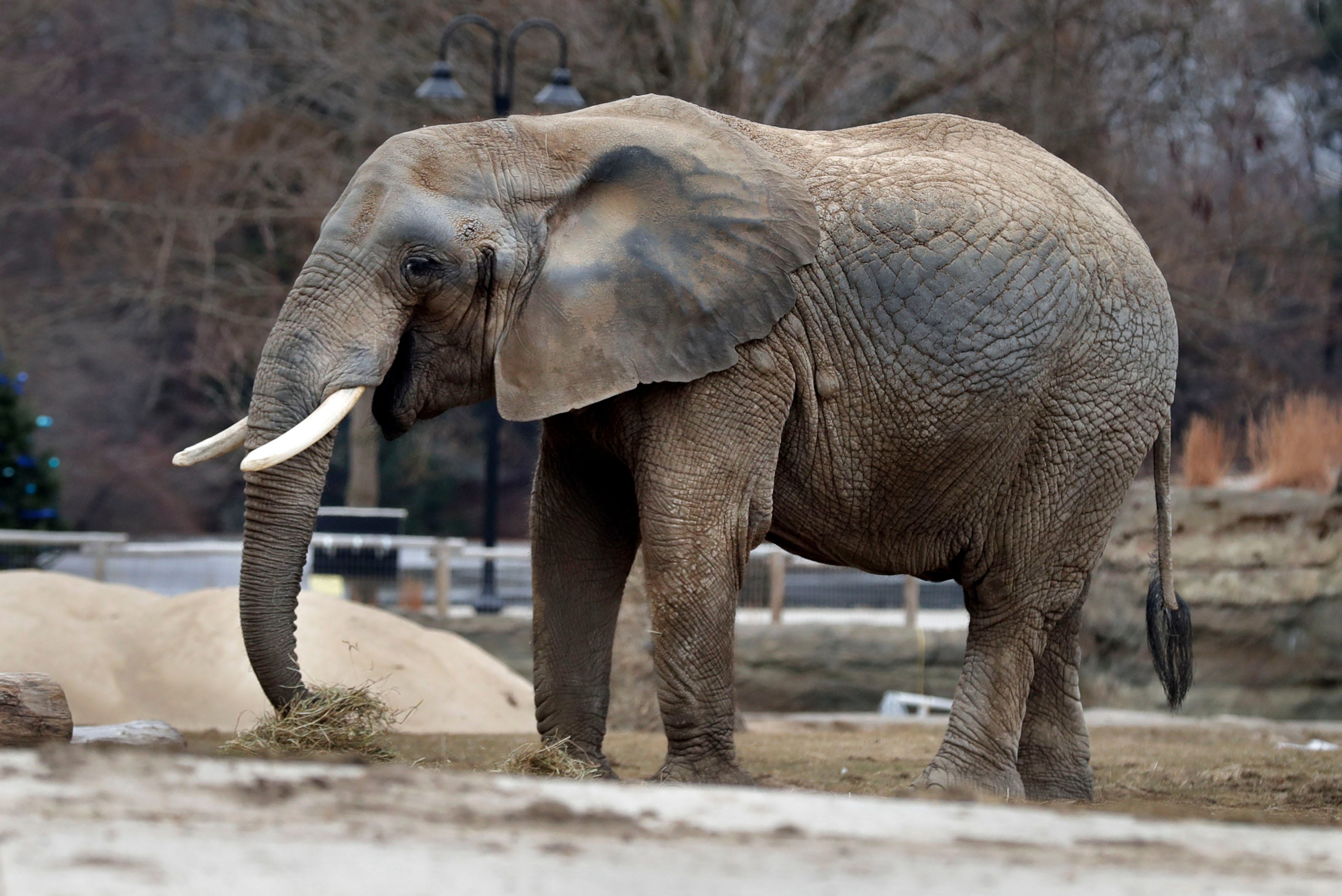 Brittany, Milwaukee County Zoo elephant, dies at 45