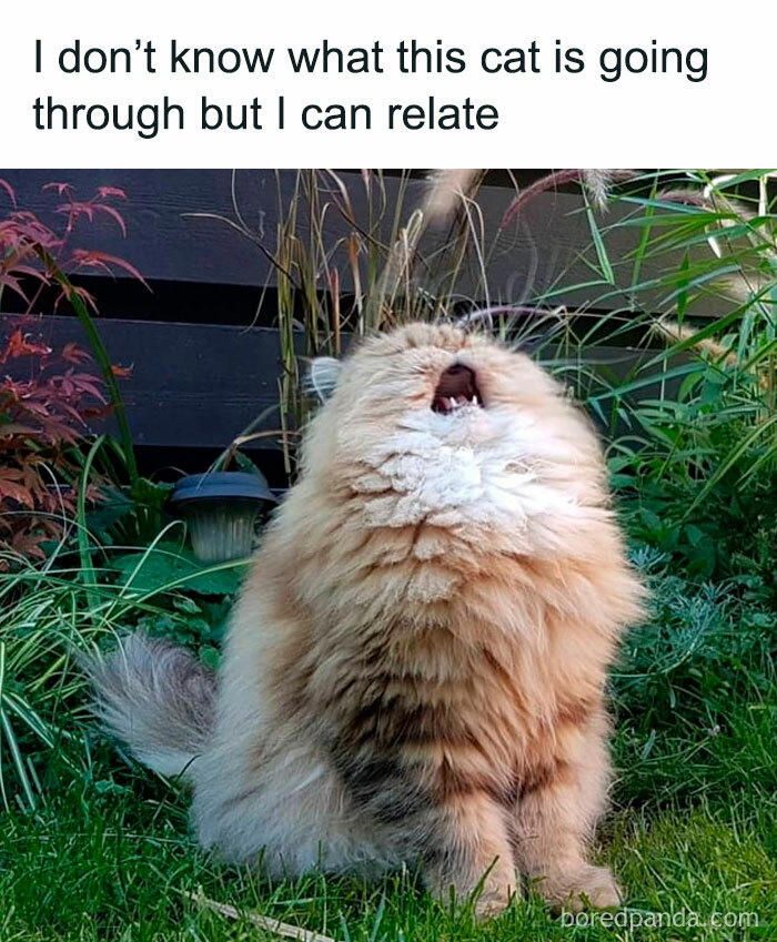 48 animal memes to help you ignore what’s going on in the world