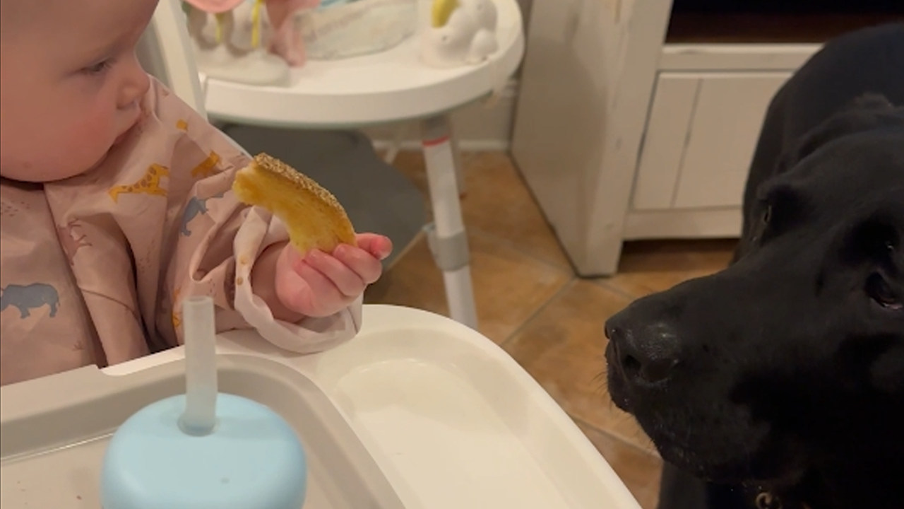 Baby shares toast with a dog