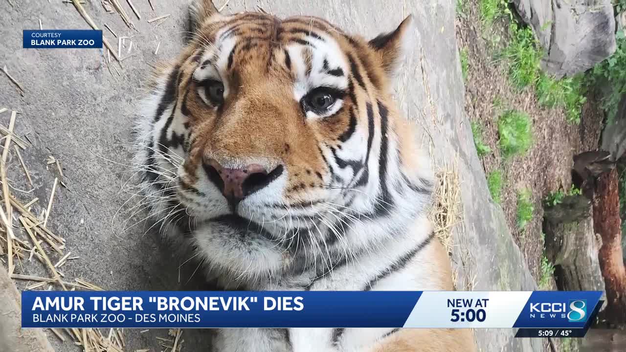 Blank Park Zoo announces death of Amur tiger