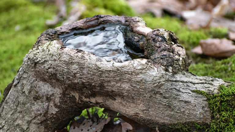 Ditch traditional bird baths for these creative alternatives