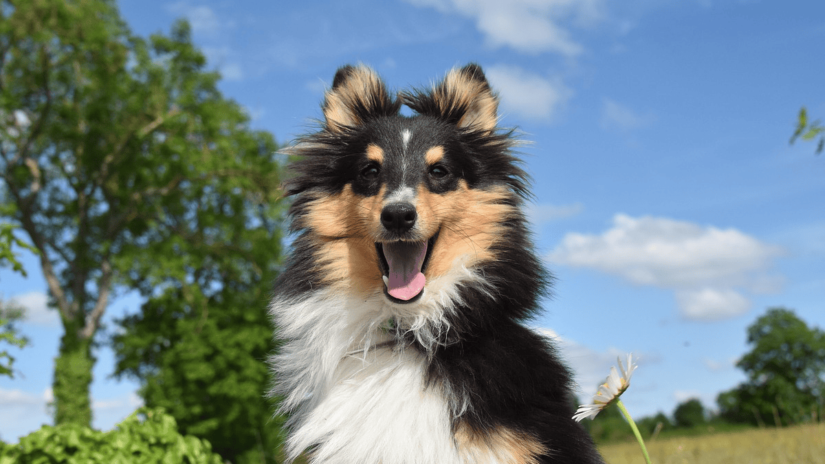 These 9 behaviors reveal that your dog considers you its mom