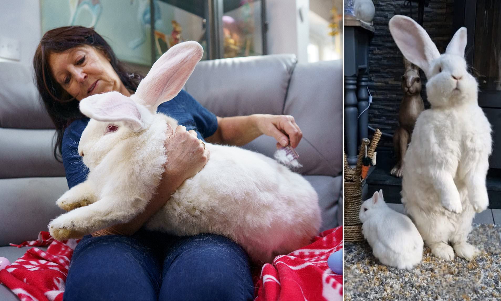 Hare-cules! Giant bunny Junior weighs a colossal 21lbs - but