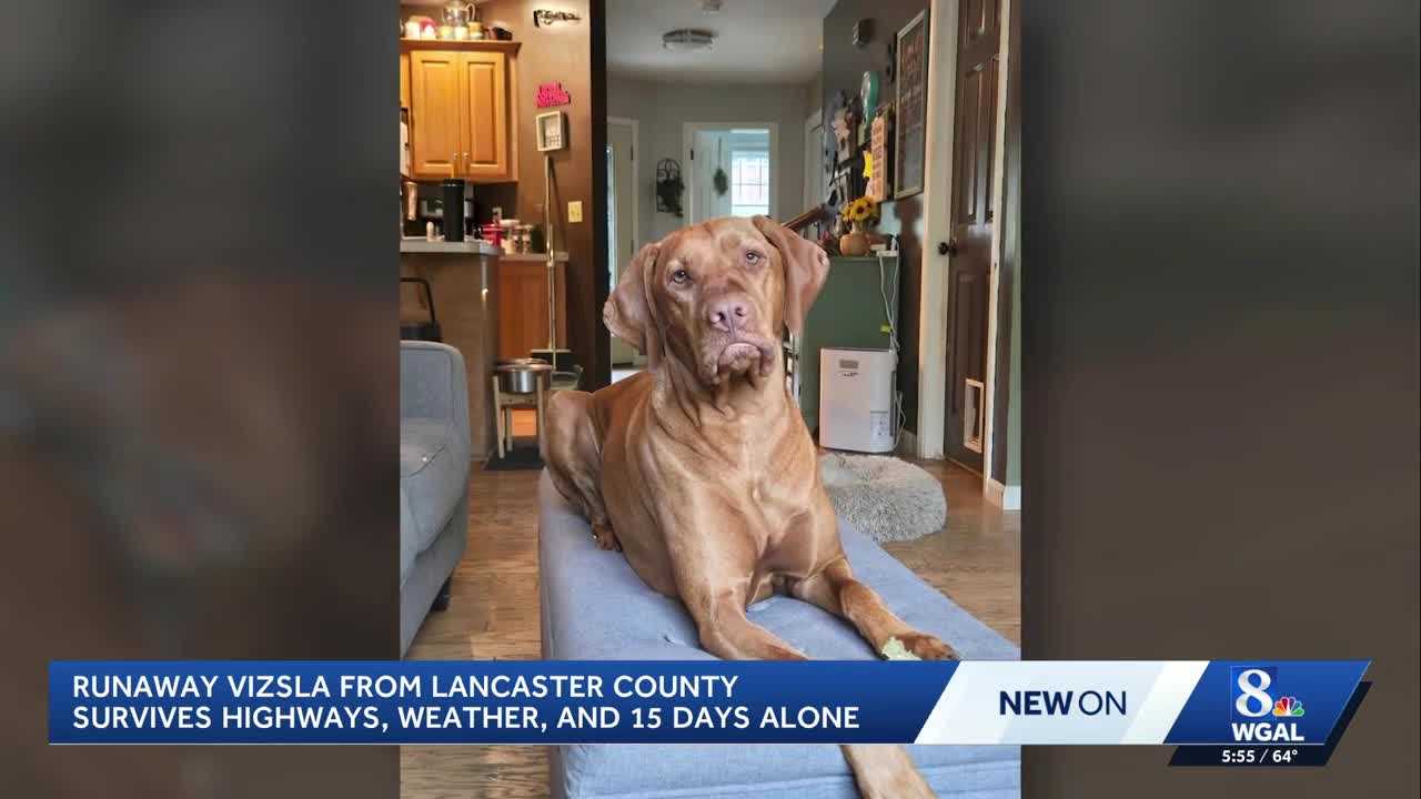 Lancaster County dog returns home 15 days after smoke detector spooks him