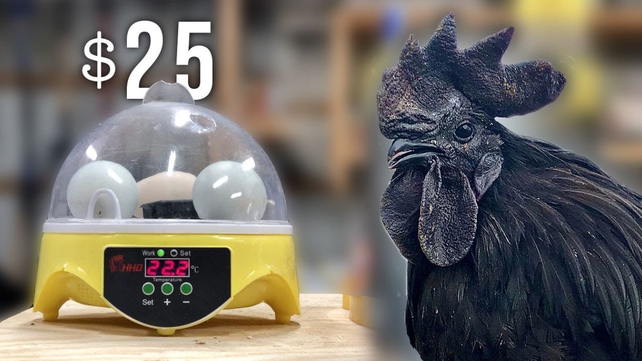 The ultimate incubator challenge