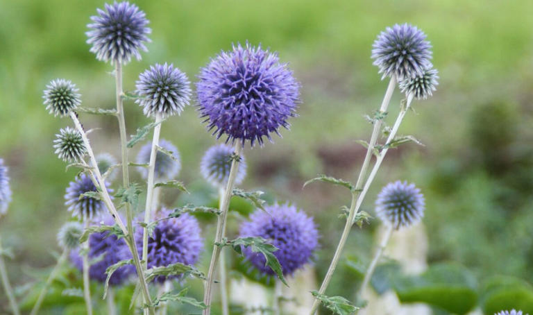 わが家の庭で、夏に花を咲かせるエキノプス（ルリタマアザミ）