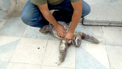 The relief on this sloth