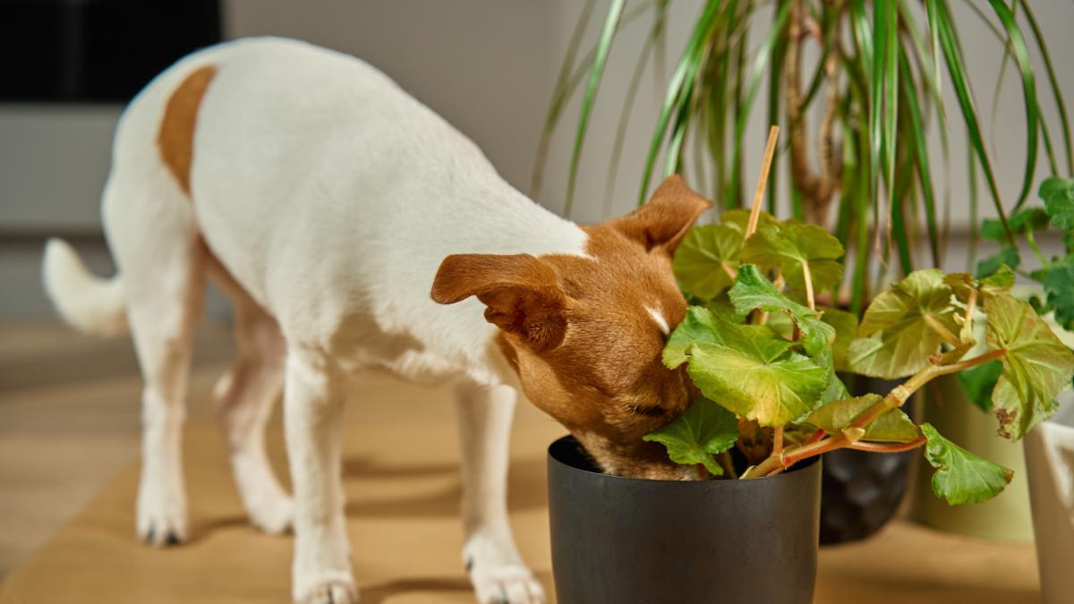 El aloe vera o los narcisos, entre las plantas que puedes tener en casa ...