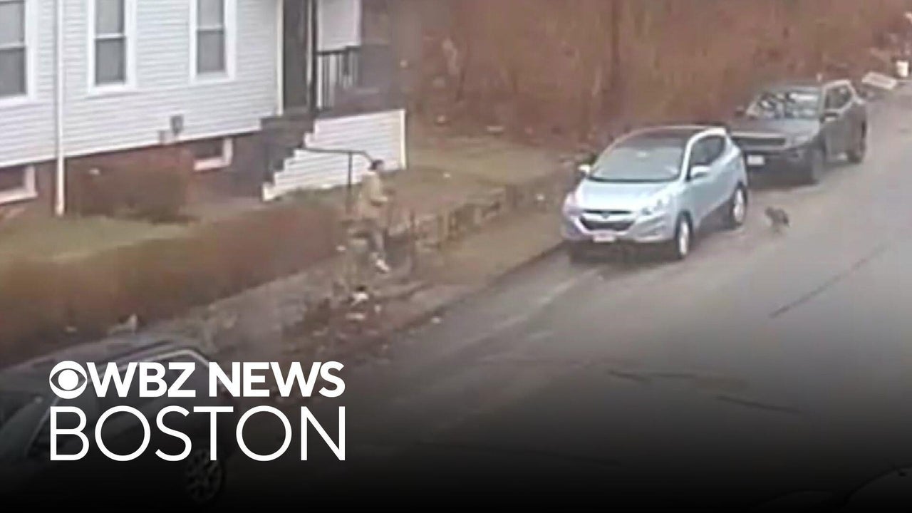 Woman attacked by potentially rabid fox in Massachusetts