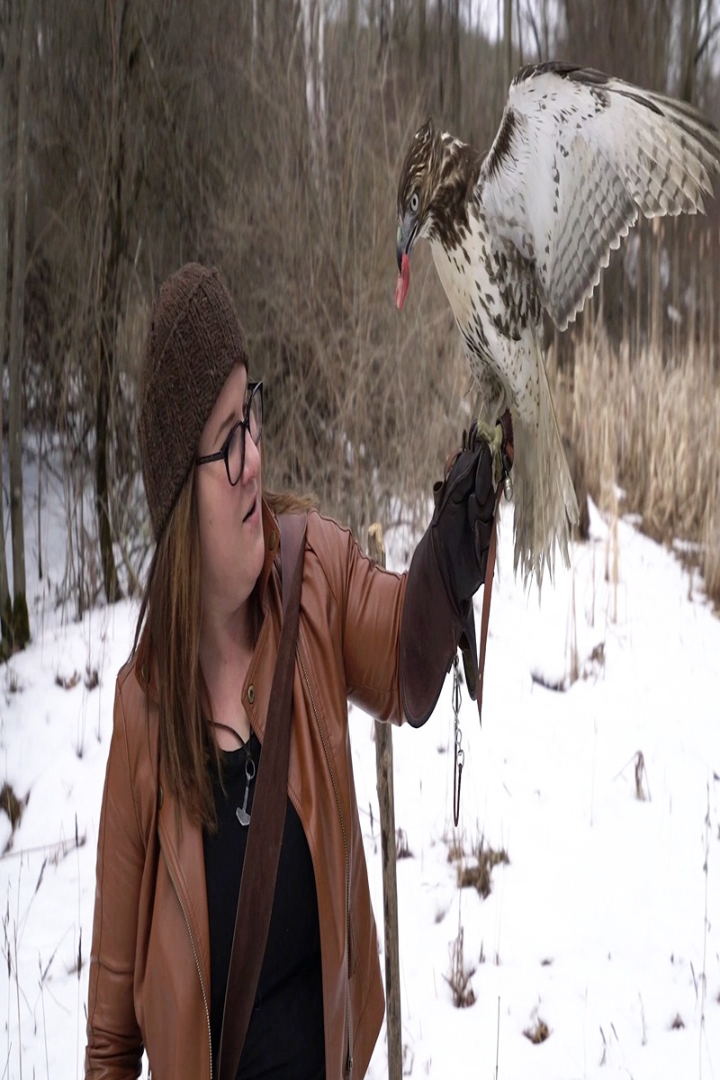 Falconer builds bond with wild hawk