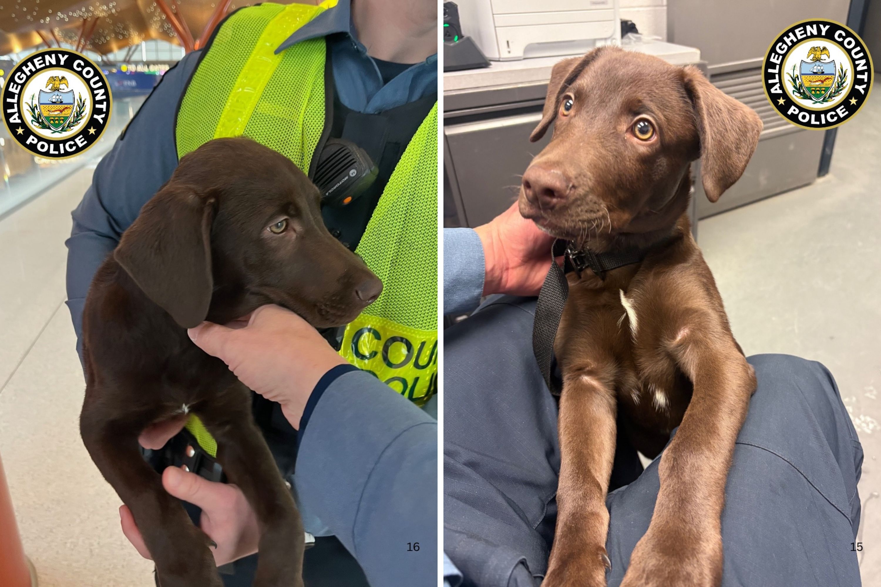 Labrador puppy abandoned by owner at airport after dog was unable to fly<br><br>