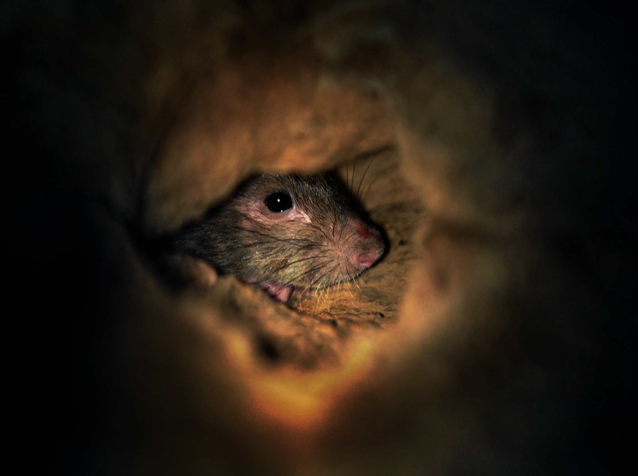 To win its fight against rats, DC turns to birth control – again