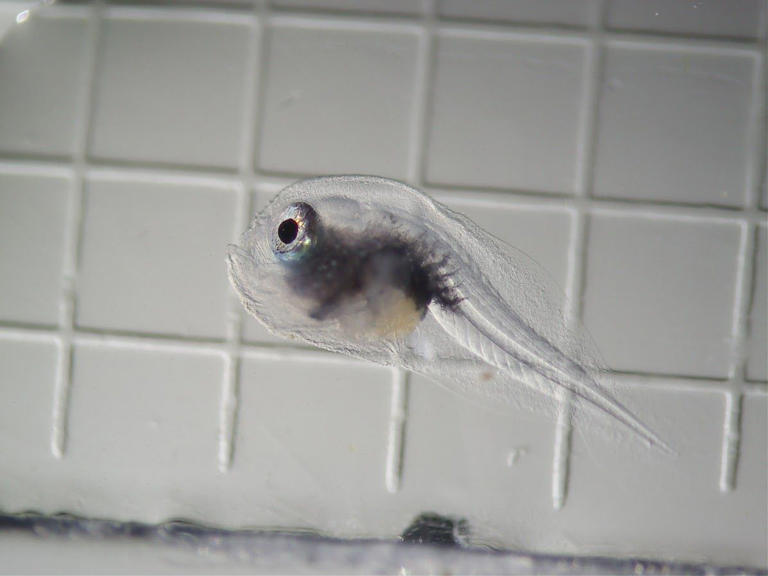 Meet Domino, a tiny, bumpy fish making a splash in Chicago