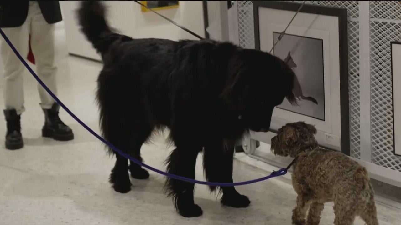 A museum where dogs are the stars — and the visitors