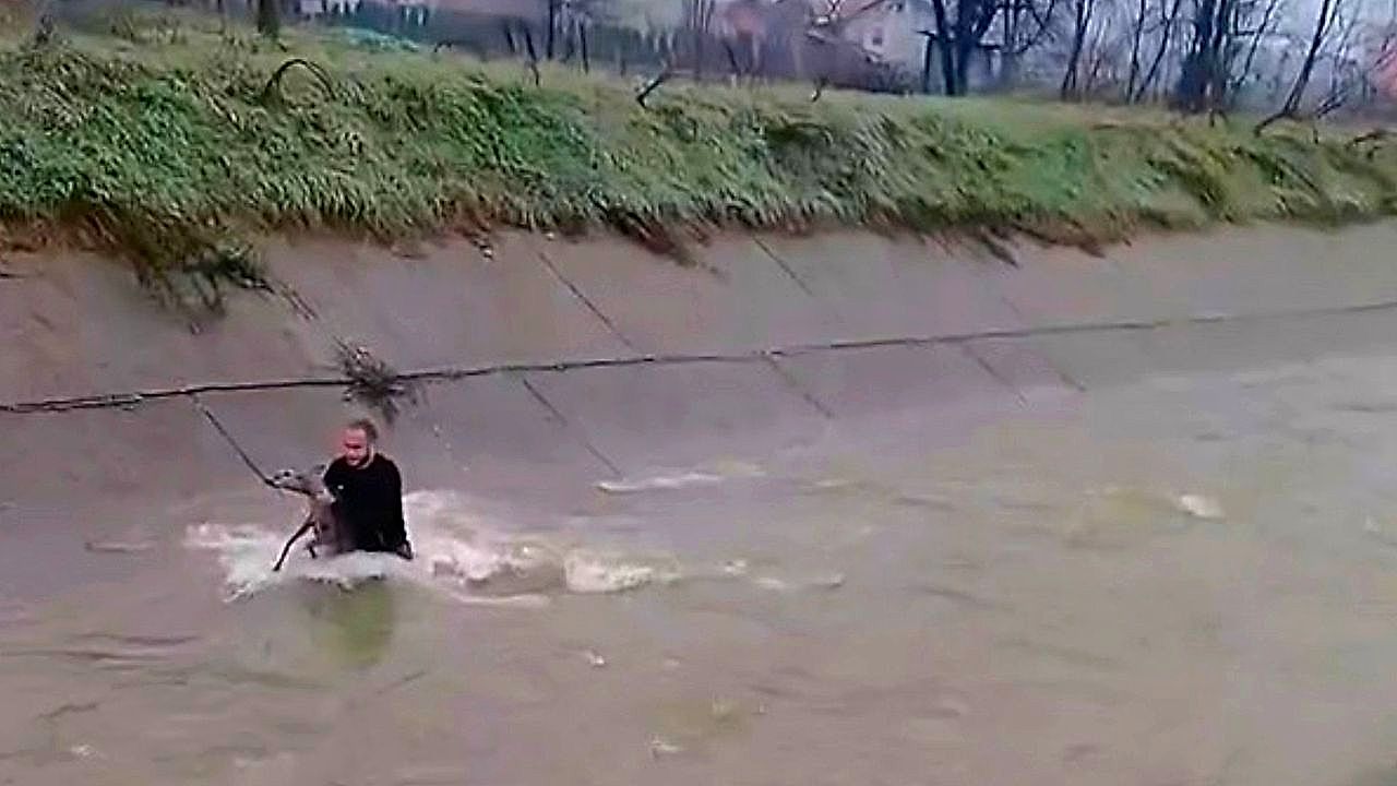 Man risks his life diving into raging river to save stranded deer