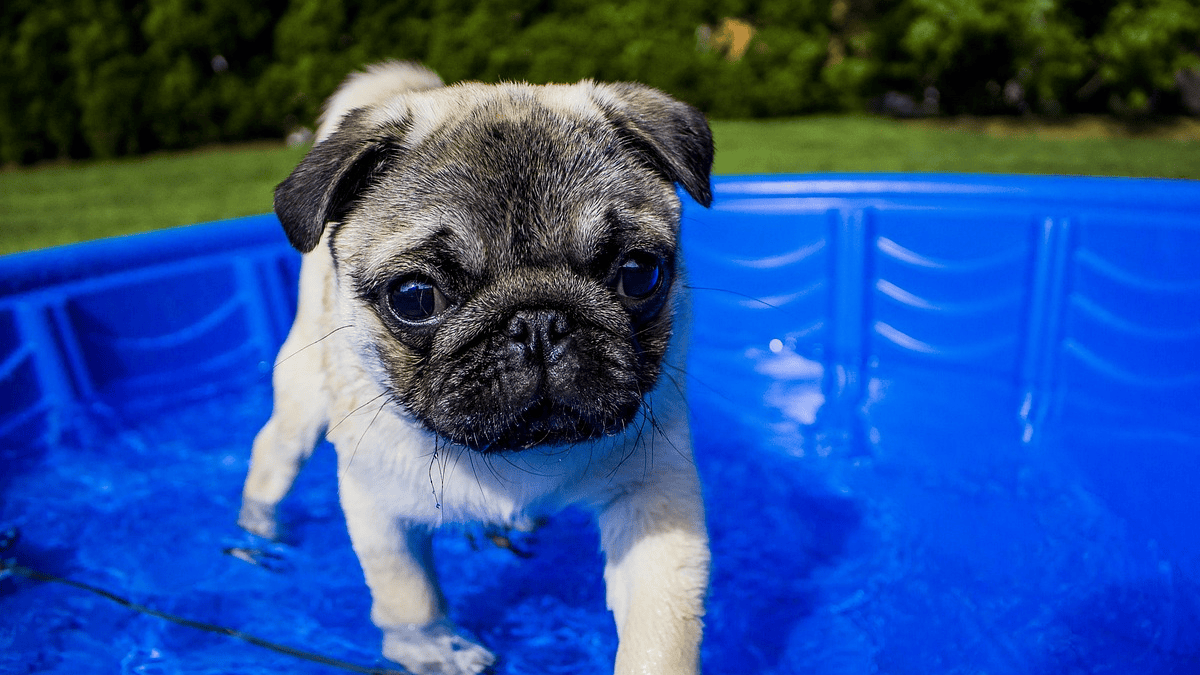 is-your-dog-s-name-here-the-most-popular-names-right-now