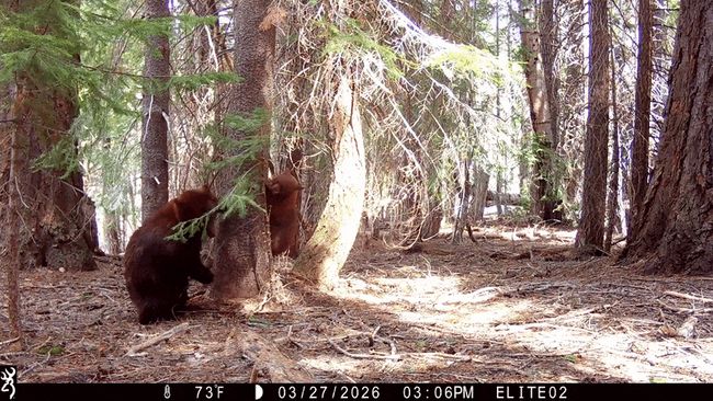 Mama bear and cub play hide-and-seek in South Lake Tahoe