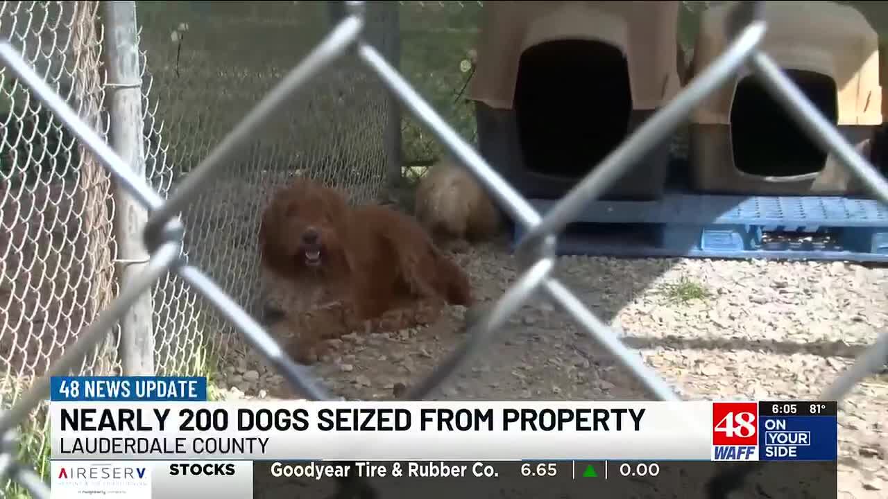Lauderdale County community stepping in after nearly 200 dogs were seized