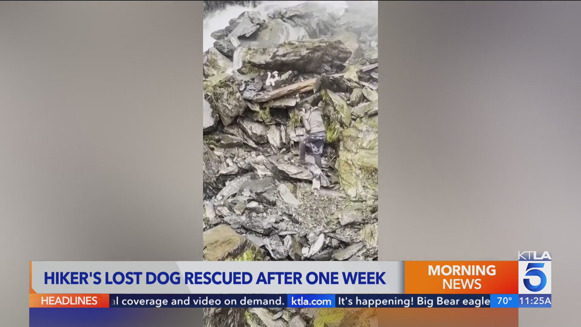 Hiker's lost dog rescued after one week