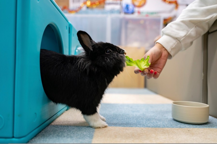 What to know before you adopt a rabbit for Easter