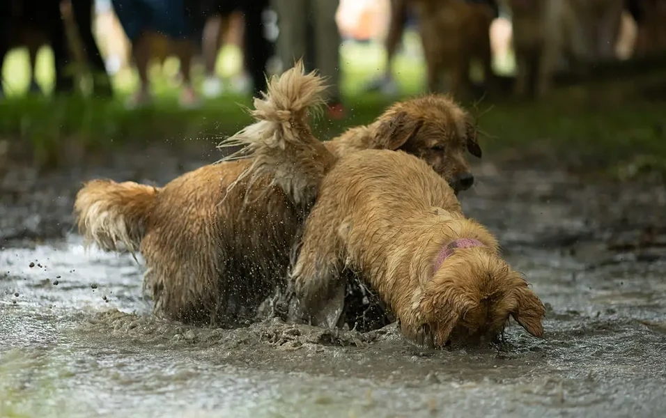 Golden retrievers’ perfectly synced antics charm millions online