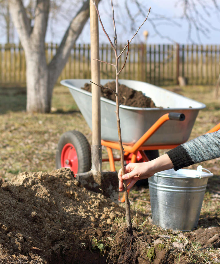 Don't skip this April job – feeding these fruit trees now means bigger ...