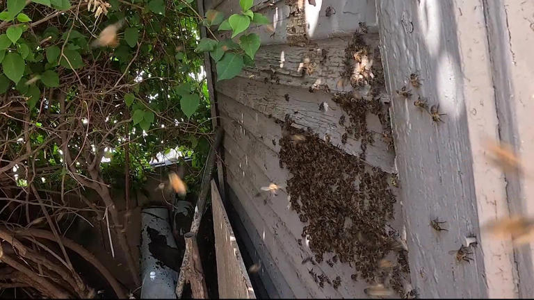 Warm Arizona winter triggering explosion in bee activity