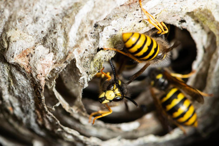 How to keep wasps away from your SC porch all season. Tips from pros
