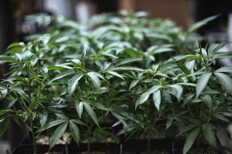La storia dei due monaci assolti perché «fumavano marijuana per ...