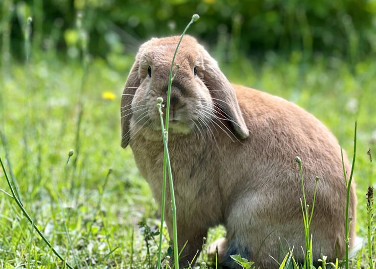 Are giant rabbits good family pets? A vet breaks down what to know