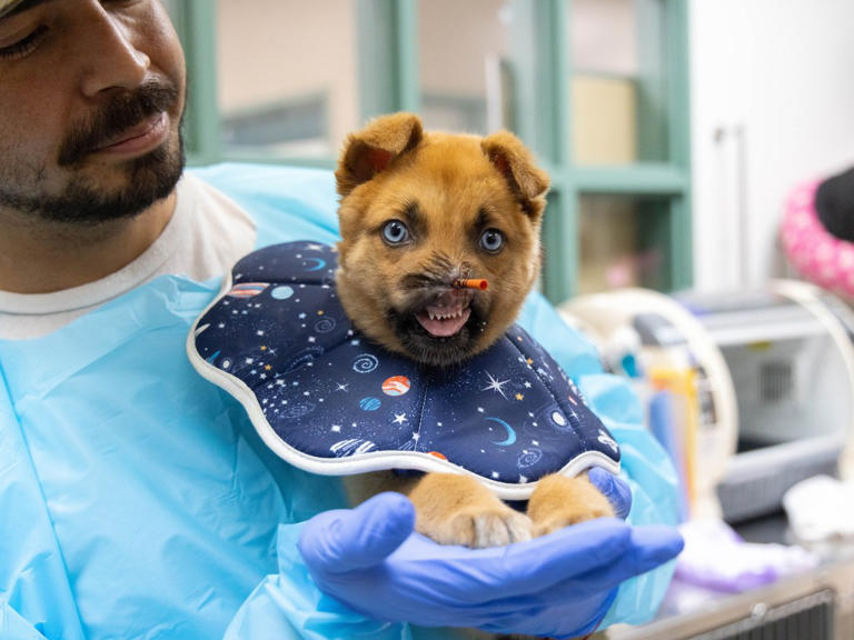 Pasadena Humane raises staggering amount for puppy with no nose: 'Long ...