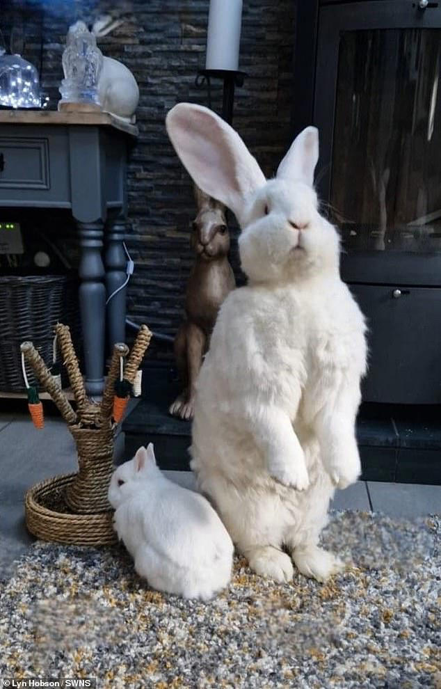 Hare-cules! Giant bunny Junior weighs a colossal 21lbs - but