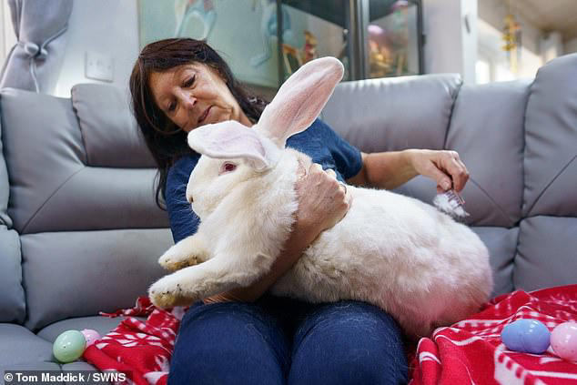 Hare-cules! Giant bunny Junior weighs a colossal 21lbs - but owning a ...