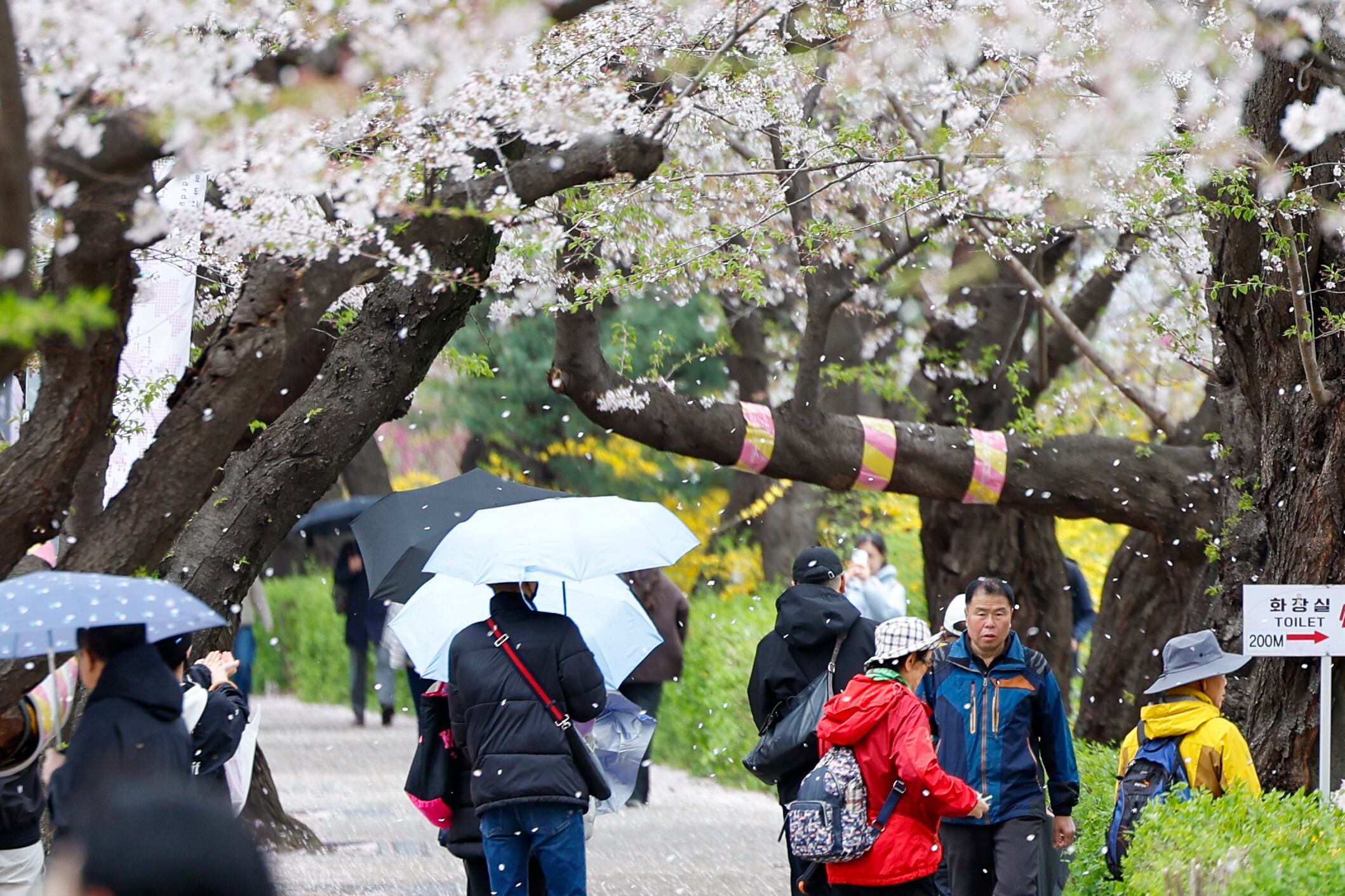 Heavy rain and strong winds sweep South Korea amid spring showers